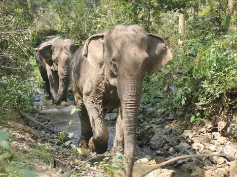 3 Day Biking, Mandalao Elephant Trek, Trekking, & Kayaking Adventure