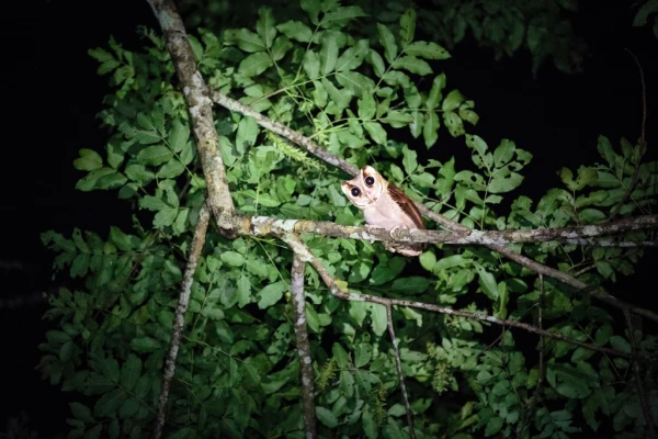 Bird Watching Bird Watching