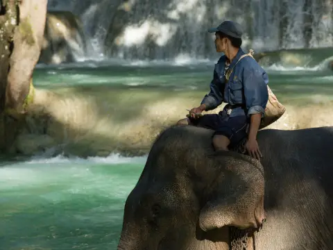 Full-Day Mountain Biking & Elephant Experience Adventure