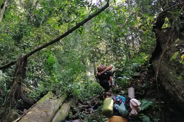 Immersive Jungle Adventure 3