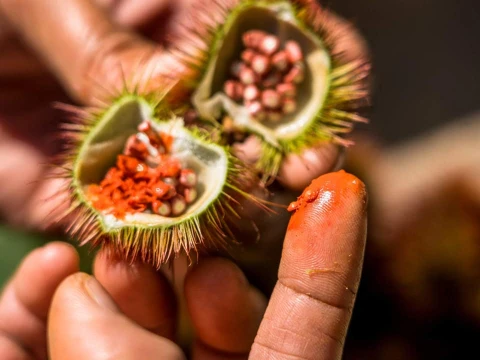 ประสบการณ์การย้อมสีธรรมชาติ ประสบการณ์การย้อมสีธรรมชาติ