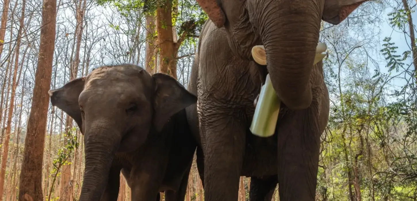 Full-Day Therapeutic Trek with Tad Sae Waterfall