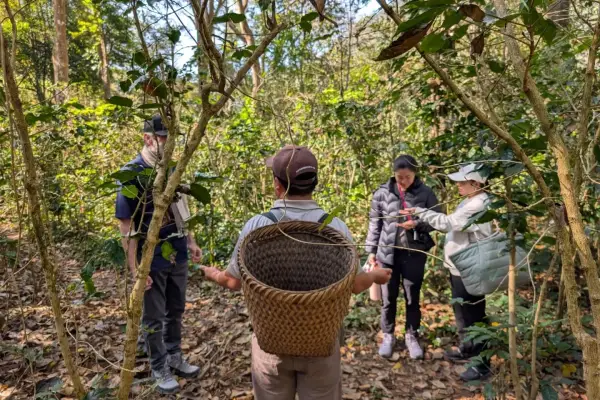 The Coffee Trail: 1 Day Hiking in a Hmong And Coffee Village in Luang Prabang