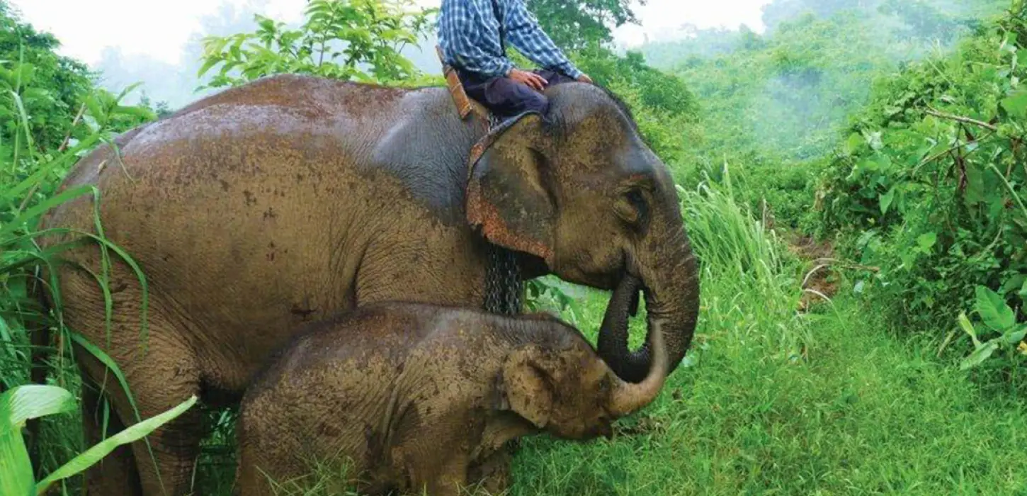 1 Day Deluxe Mahout Elephant Experience