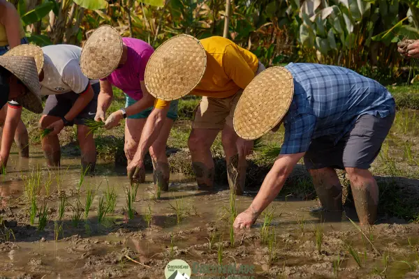 在活地农场的半日稻米体验