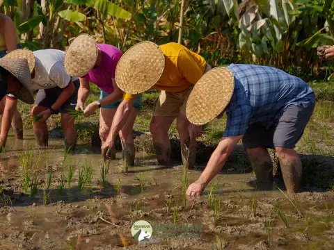 ประสบการณ์เรียนรู้ข้าวครึ่งวันที่ The Living Land Farm