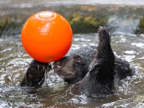 Bear Care Tour TAT KUANG SI BEAR RESCUE CENTRE Bear Care Tour TAT KUANG SI BEAR RESCUE CENTRE