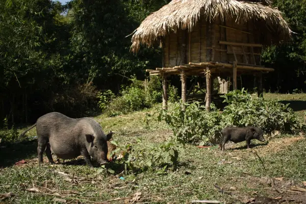 Hill-Tribe Villages Off-Road Biking