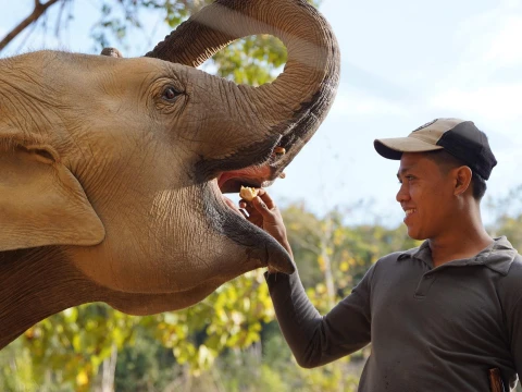 Inside the Hearts of Elephants (Full Day) Inside the Hearts of Elephants (Full Day)