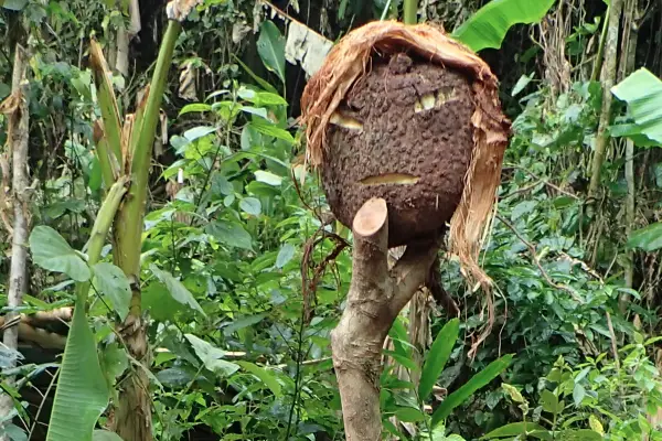 Wild Thrill Trails Camping & Homestay