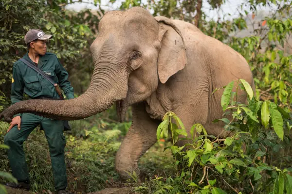 Wildlife Volunteering in Sayabouly: An Unforgettable Week of Eco Adventures with Elephants