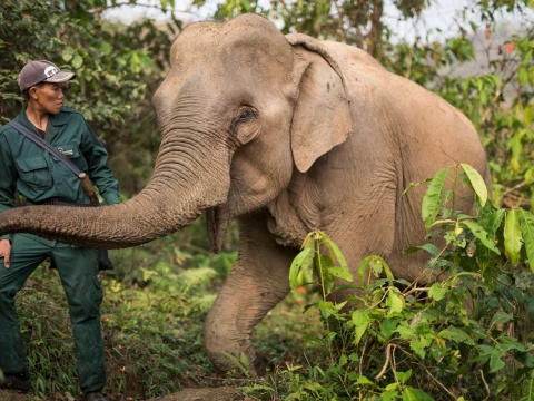 Wildlife Volunteering in Sayabouly: An Unforgettable Week of Eco Adventures with Elephants Wildlife Volunteering in Sayabouly: An Unforgettable Week of Eco Adventures with Elephants