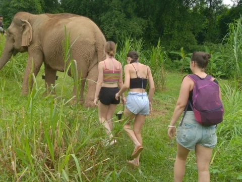 A Unique Half-Day Adventure with Nature and Elephants A Unique Half-Day Adventure with Nature and Elephants
