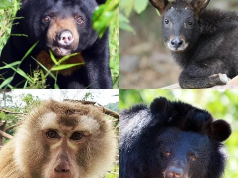 Bear Care Tour LUANG PRABANG WILDLIFE SANCTUARY Bear Care Tour LUANG PRABANG WILDLIFE SANCTUARY