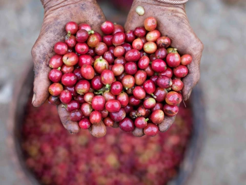 ทัวร์ไฮไลท์โบลาเวน