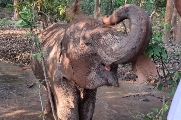 Communicating with Elephants and Baci Ceremony at MandaLao Elephant Conservation
