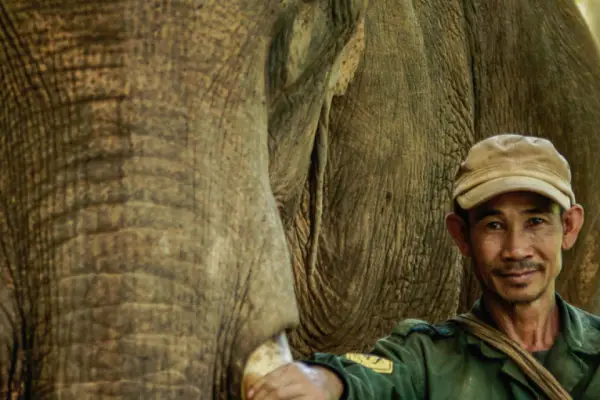 Discover Sayabouly's Elephant Sanctuary: A 3 Days - 2 Nights Wildlife Adventure