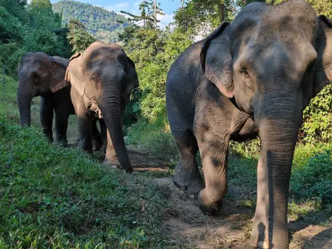 Full-Day Elephant Herd Day Tour in Pak Beng