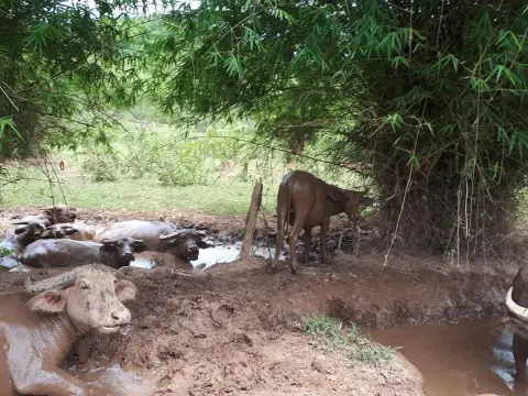 1 Day Biking On/Off-road Chomphet Local Village Discovery & Pottery
