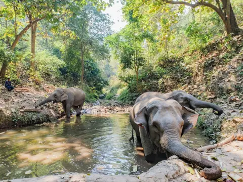 Half-Day Elephantastic Instants (Without Lunch) in Pak Beng