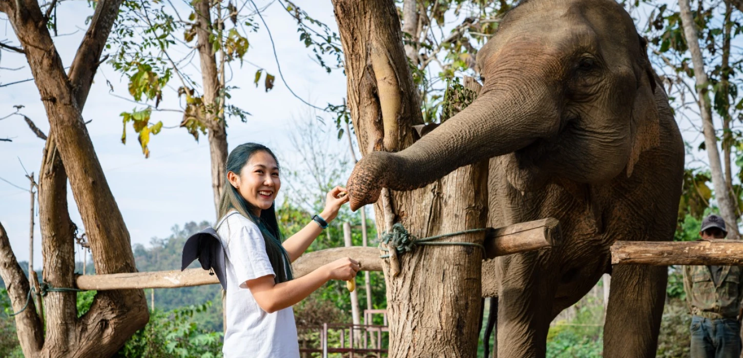 Communicating with Elephants (Afternoon Half Day)