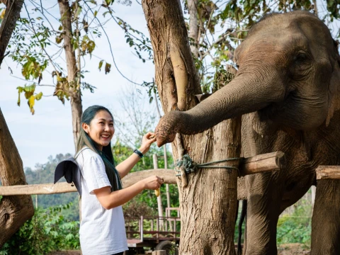 Communicating with Elephants (Afternoon Half Day) Communicating with Elephants (Afternoon Half Day)