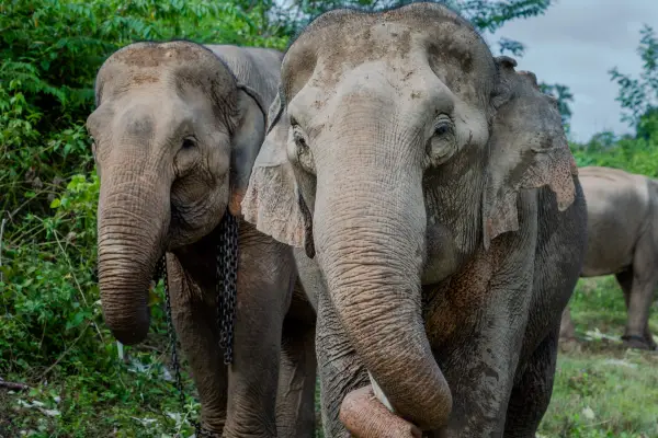 Full-Day Elephant Experience with Trekking