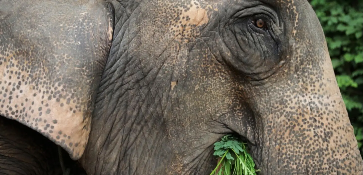 1 Day Elephant Experience & Jungle Trek