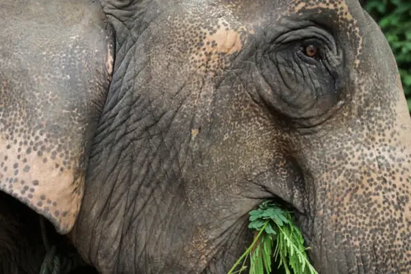 1-Day Elephant Experience & Jungle Trek