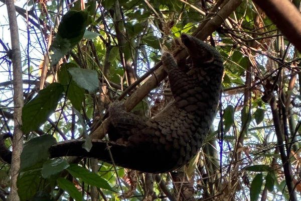 LCTW Bear Forest Walk – Half-Day Experience