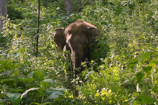 2 Days Elephant Experience, Mountain Biking, & Trekking Combination