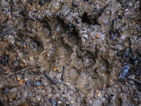 animal footprint animal footprint