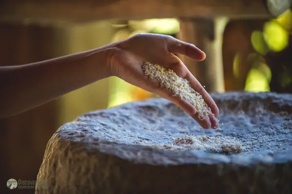 Half-Day Rice Experience at The Living Land Farm